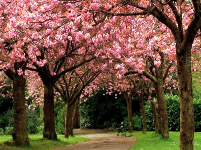 Cherry Blossom Trees — Pink, Serene, Spring, Photograph, Path, Bench