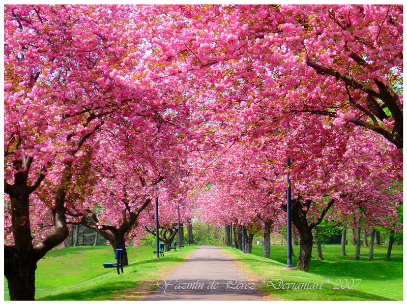 Cherry Blossom Trees — Pink, Serene, Spring, Photograph, Path, Benches