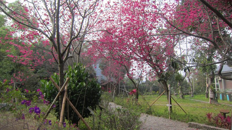 Cherry Blossom Trees — Pink, Serene, Spring, Photograph, Path, Building, Bushes