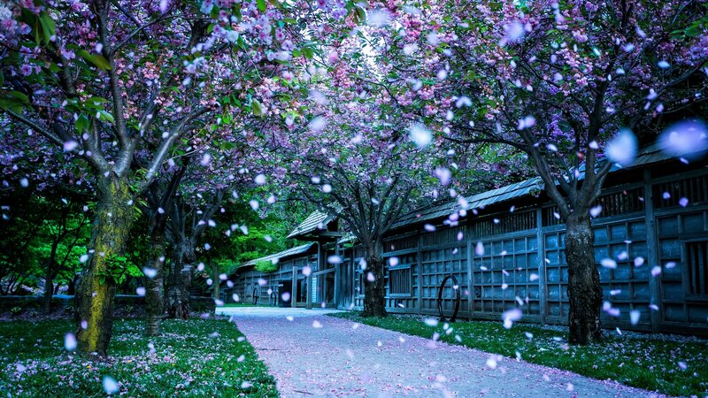 Cherry Blossom Trees — Pink, Serene, Spring, Photograph, Path, Building, Flowers