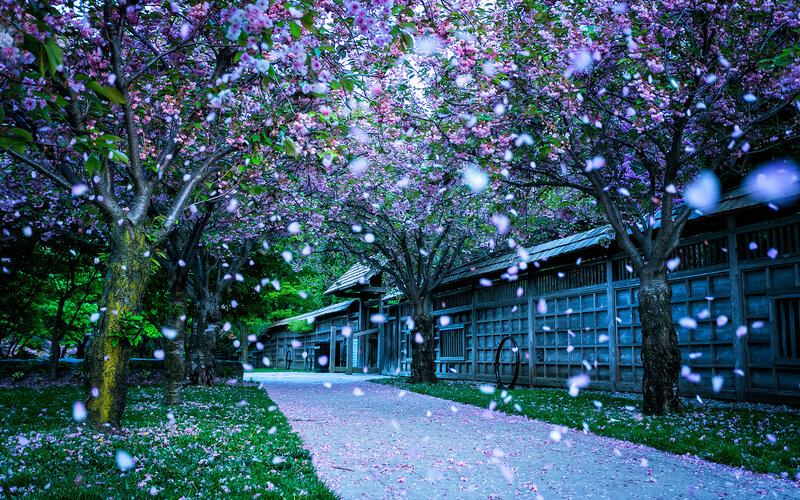 Cherry Blossom Trees — Pink, Serene, Spring, Photograph, Path, Building, Petals