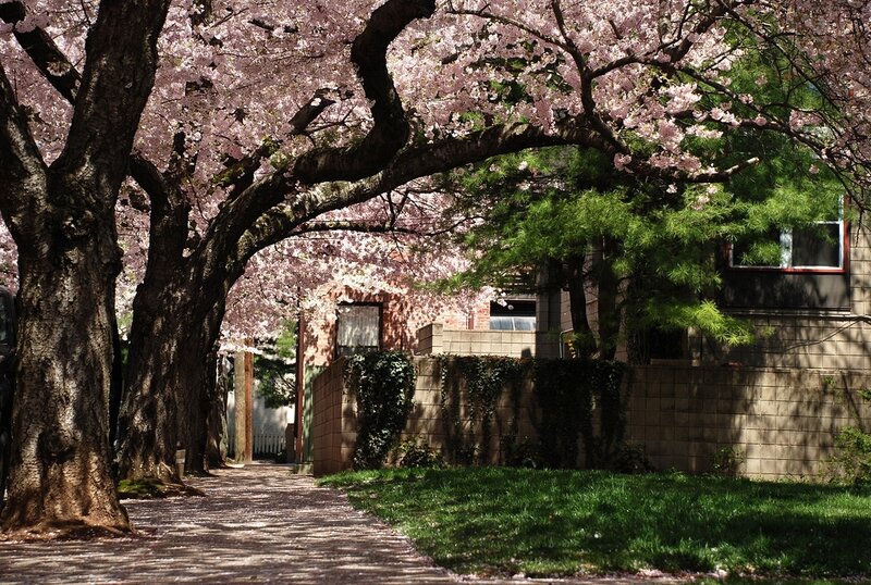 Cherry Blossom Trees — Pink, Serene, Spring, Photograph, Path, Building