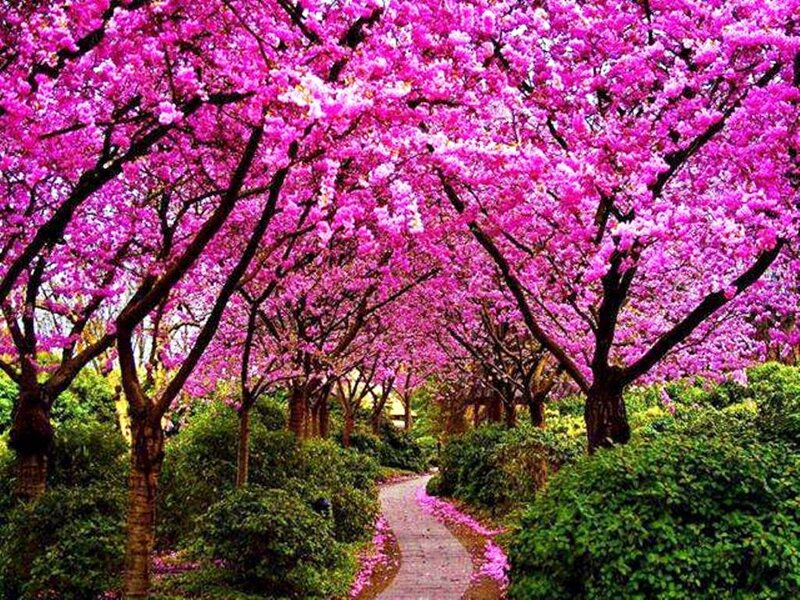 Cherry Blossom Trees — Pink, Serene, Spring, Photograph, Path, Bushes