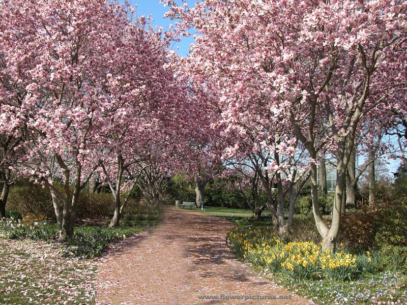 Cherry Blossom Trees — Pink, Serene, Spring, Photograph, Path, Flowers