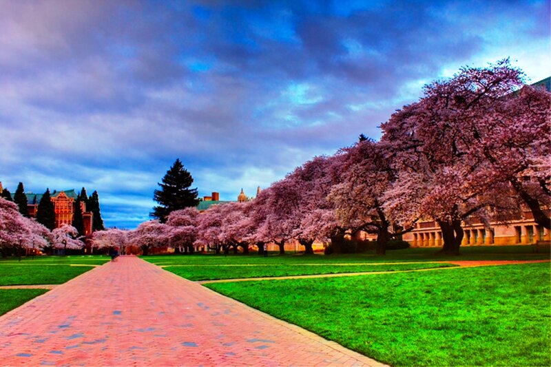 Cherry Blossom Trees — Pink, Serene, Spring, Photograph, Path, Grass, Buildings