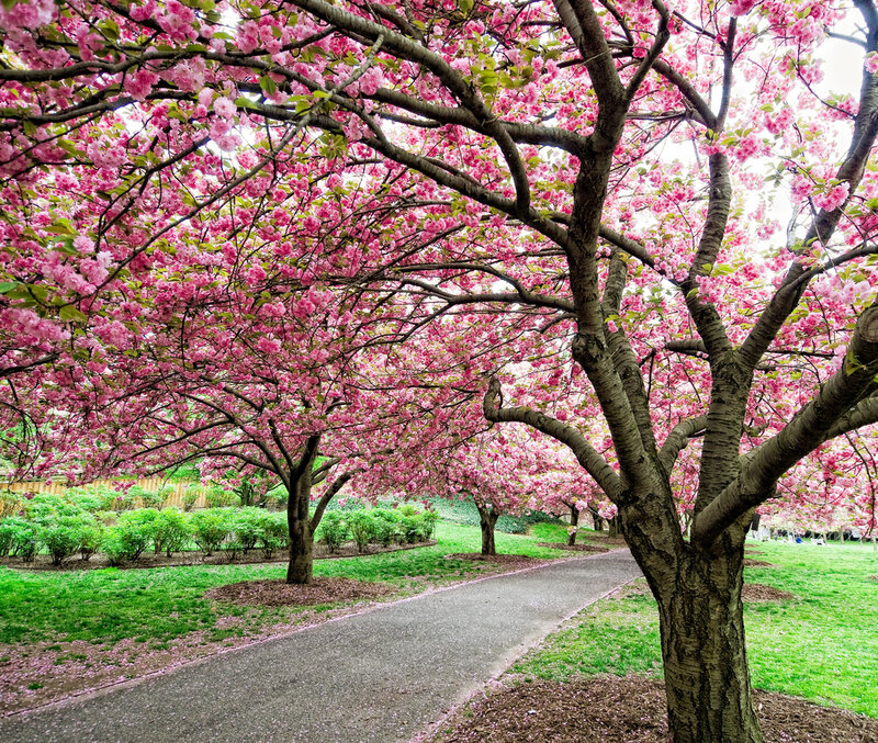 Cherry Blossom Trees — Pink, Serene, Spring, Photograph, Path, Grass, Bushes