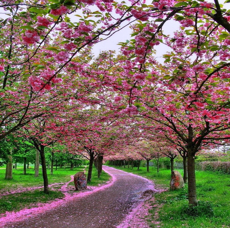 Cherry Blossom Trees — Pink, Serene, Spring, Photograph, Path, Grass, Flowers