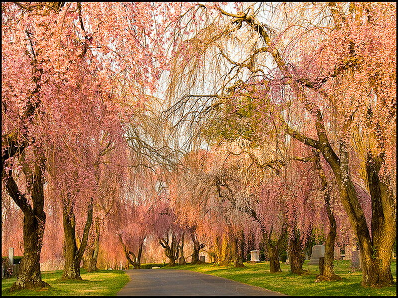 Cherry Blossom Trees — Pink, Serene, Spring, Photograph, Path, Grass, Gravestones