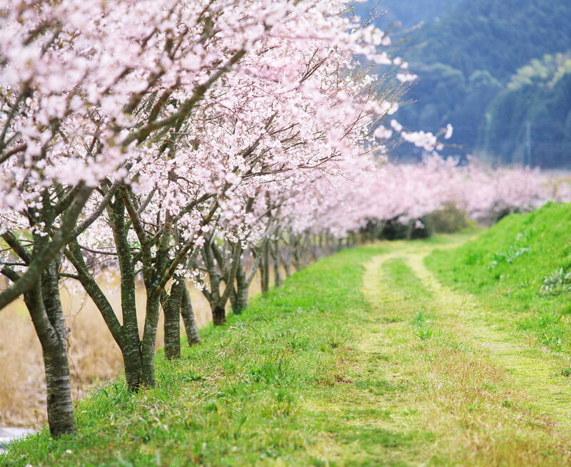 Cherry Blossom Trees — Pink, Serene, Spring, Photograph, Path, Grass, Mountain
