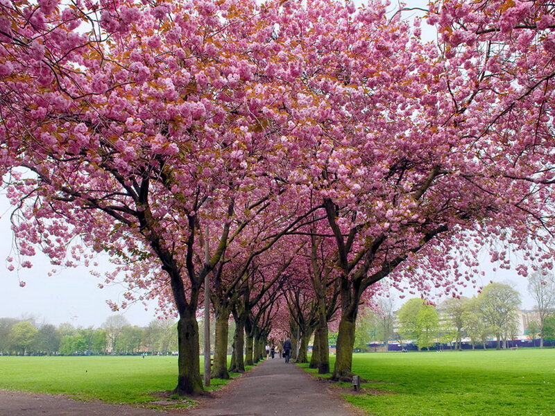 Cherry Blossom Trees — Pink, Serene, Spring, Photograph, Path, Grass, People