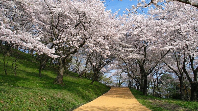 Cherry Blossom Trees — Pink, Serene, Spring, Photograph, Path, Grass, Sky, Green, Blue