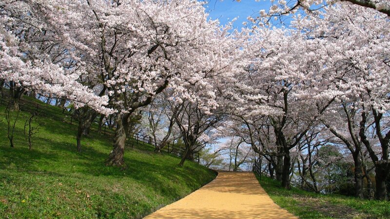 Cherry Blossom Trees — Pink, Serene, Spring, Photograph, Path, Grass, Sky