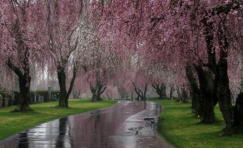 Cherry Blossom Trees — Pink, Serene, Spring, Photograph, Path, Grass