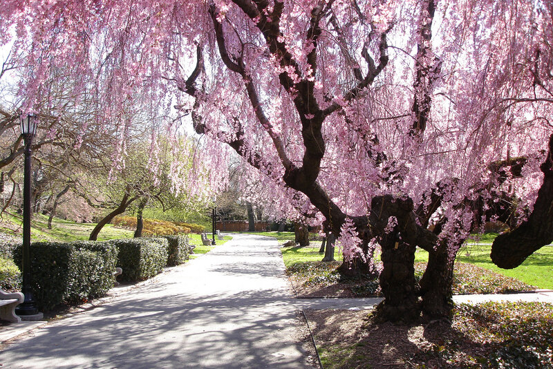 Cherry Blossom Trees — Pink, Serene, Spring, Photograph, Path, Hedge