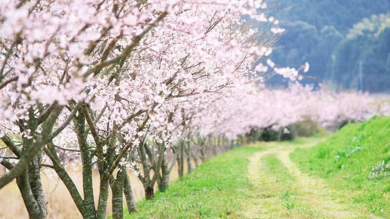 Cherry Blossom Trees — Pink, Serene, Spring, Photograph, Path, Hill