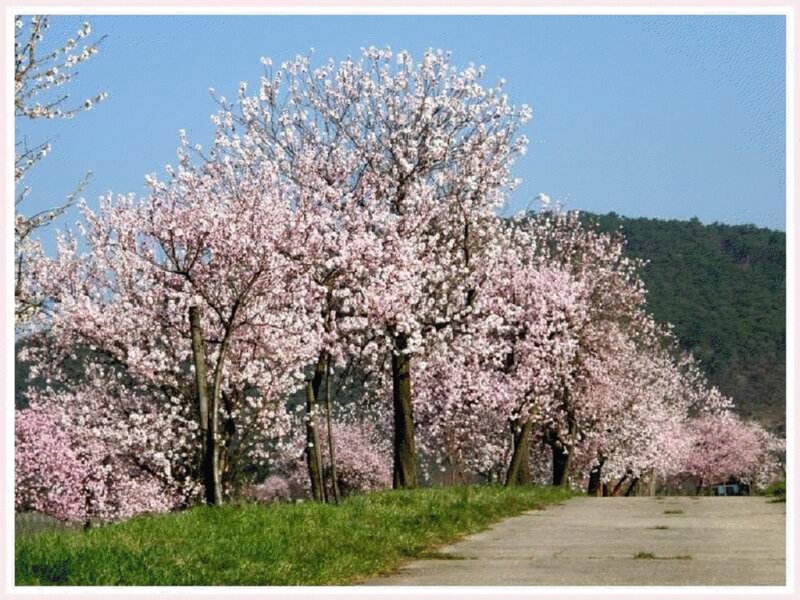 Cherry Blossom Trees — Pink, Serene, Spring, Photograph, Path, Mountain