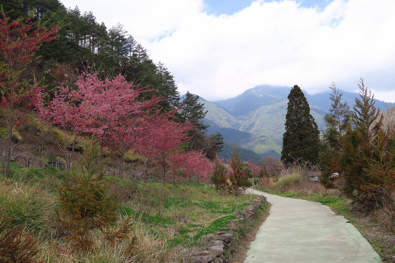Cherry Blossom Trees — Pink, Serene, Spring, Photograph, Path, Mountains, Grass
