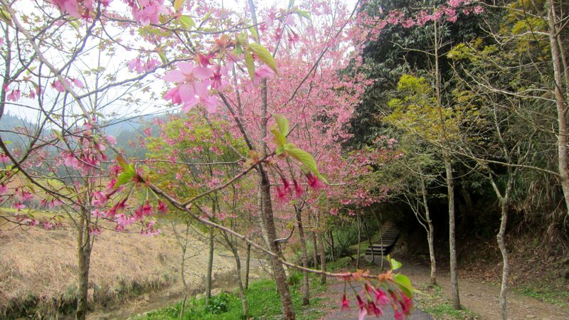 Cherry Blossom Trees — Pink, Serene, Spring, Photograph, Path, Mountains