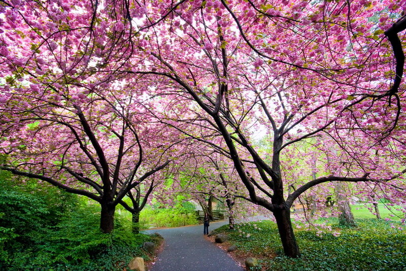 Cherry Blossom Trees — Pink, Serene, Spring, Photograph, Path, Person