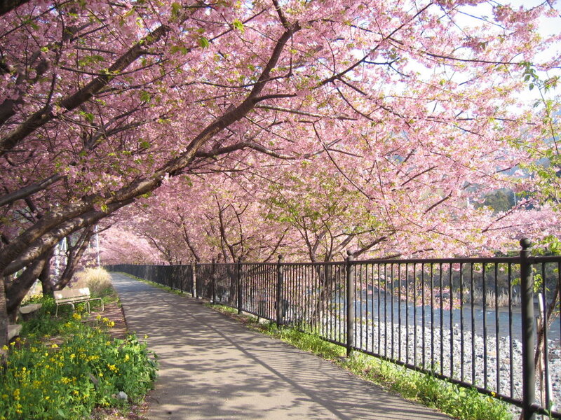 Cherry Blossom Trees — Pink, Serene, Spring, Photograph, Path, River, Fence