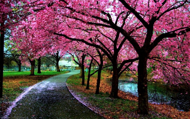 Cherry Blossom Trees — Pink, Serene, Spring, Photograph, Path, River, Grass