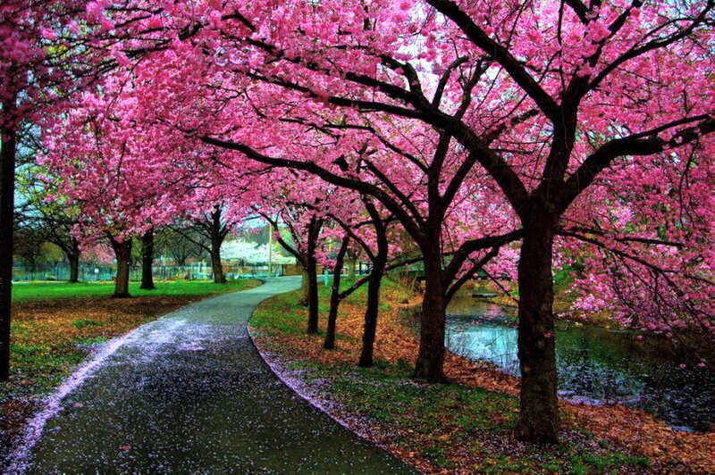 Cherry Blossom Trees — Pink, Serene, Spring, Photograph, Path, River