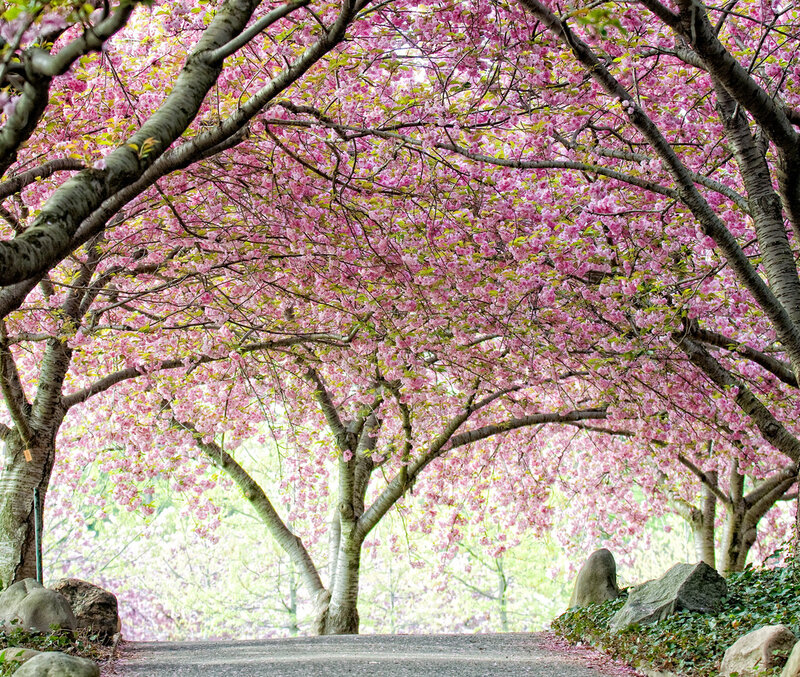 Cherry Blossom Trees — Pink, Serene, Spring, Photograph, Path, Rocks
