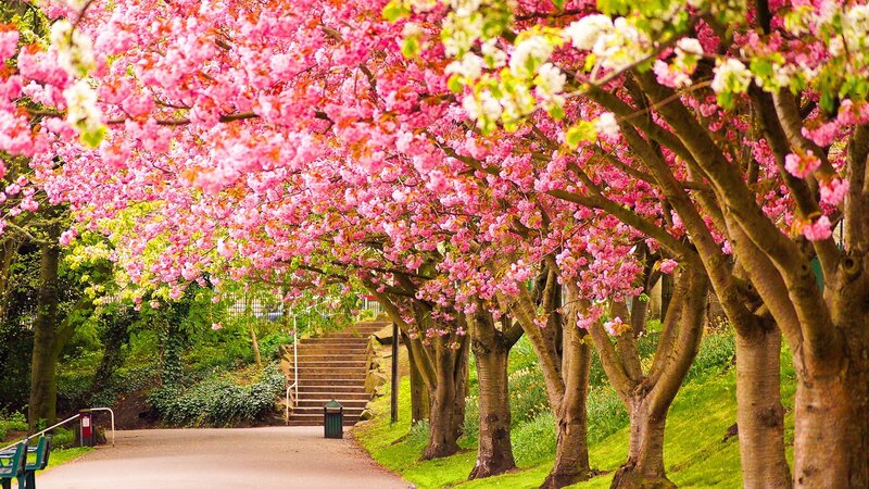 Cherry Blossom Trees — Pink, Serene, Spring, Photograph, Path, Stairs, Bench