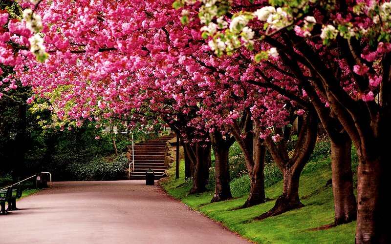 Cherry Blossom Trees — Pink, Serene, Spring, Photograph, Path, Stairs