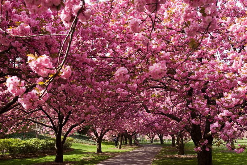 Cherry Blossom Trees — Pink, Serene, Spring, Photograph, Path