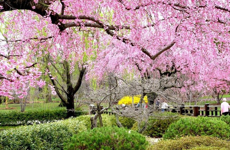 Cherry Blossom Trees — Pink, Serene, Spring, Photograph, People
