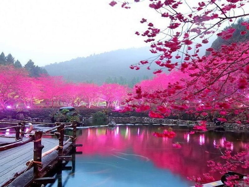Cherry Blossom Trees — Pink, Serene, Spring, Photograph, Pond