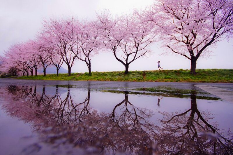 Cherry Blossom Trees — Pink, Serene, Spring, Photograph, Puddle