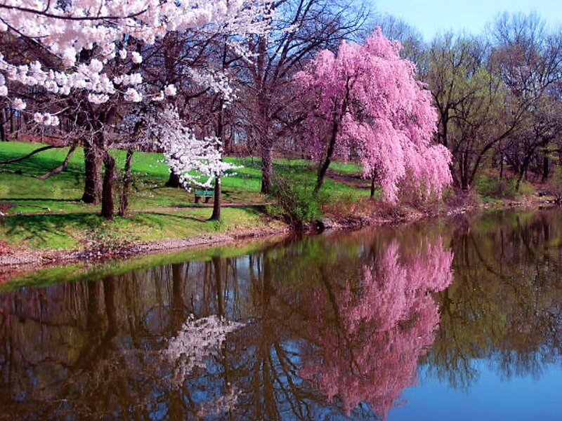 Cherry Blossom Trees — Pink, Serene, Spring, Photograph, River, Bench