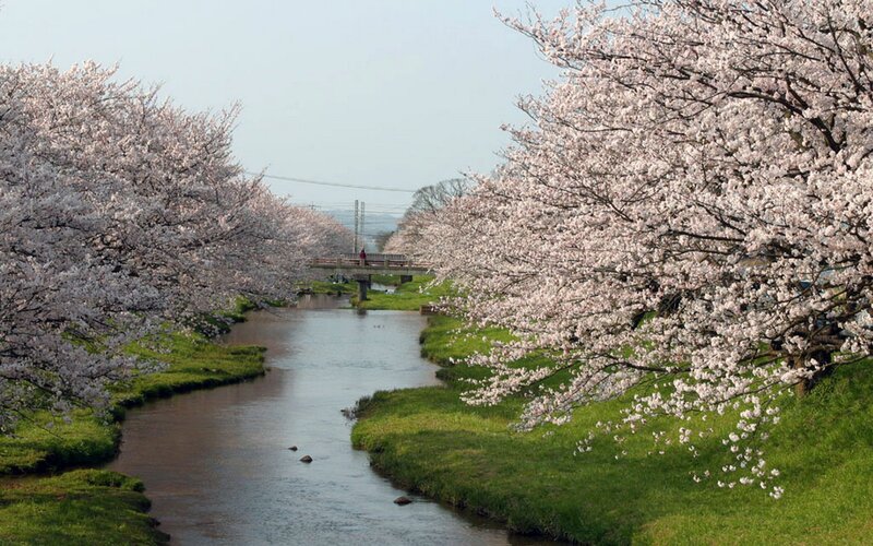 Cherry Blossom Trees — Pink, Serene, Spring, Photograph, River, Bridge, Grass