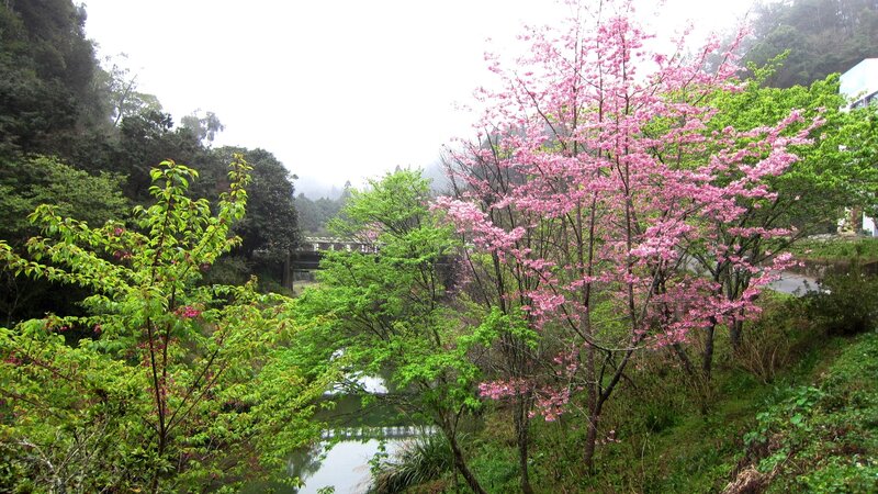 Cherry Blossom Trees — Pink, Serene, Spring, Photograph, River, Bridge