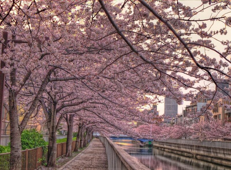 Cherry Blossom Trees — Pink, Serene, Spring, Photograph, River, Buildings