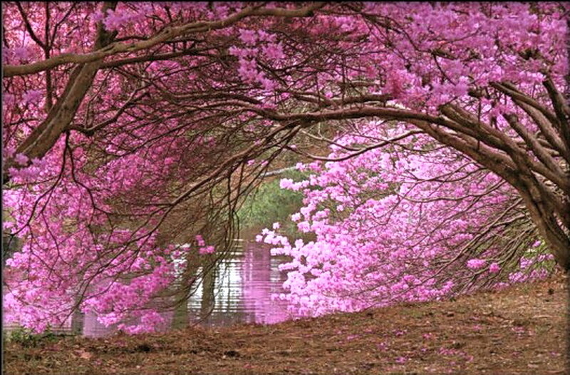 Cherry Blossom Trees — Pink, Serene, Spring, Photograph, River, Ground