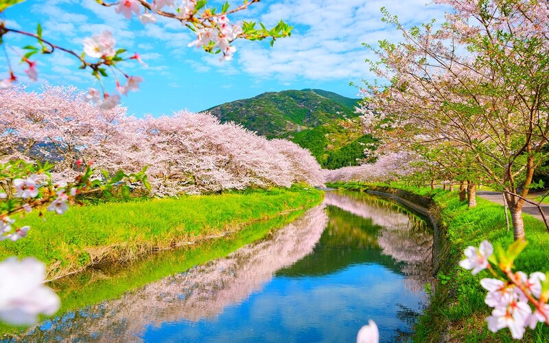 Cherry Blossom Trees — Pink, Serene, Spring, Photograph, River, Mountain, Sky