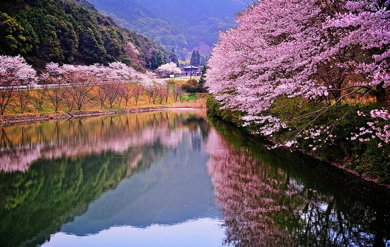 Cherry Blossom Trees — Pink, Serene, Spring, Photograph, River, Mountain