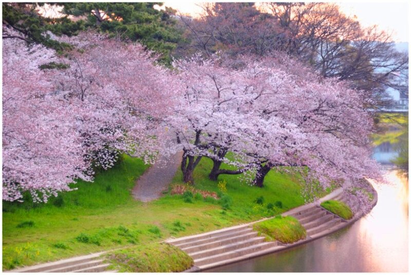 Cherry Blossom Trees — Pink, Serene, Spring, Photograph, River, Path, Steps