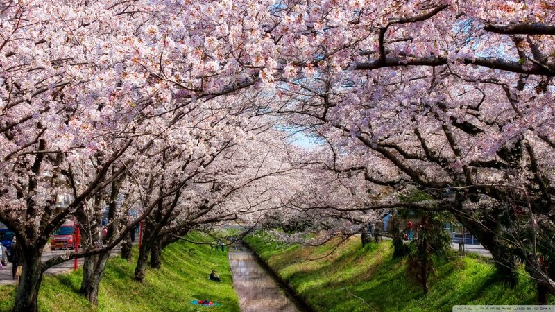 Cherry Blossom Trees — Pink, Serene, Spring, Photograph, River, People, Cars