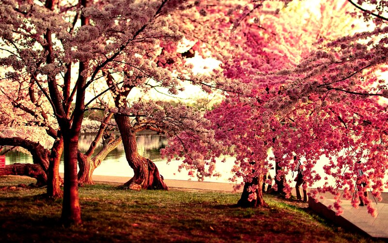 Cherry Blossom Trees — Pink, Serene, Spring, Photograph, River, People, Path