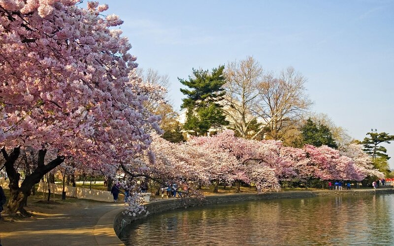 Cherry Blossom Trees — Pink, Serene, Spring, Photograph, River, People