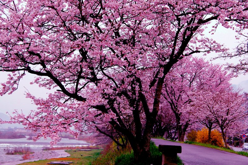 Cherry Blossom Trees — Pink, Serene, Spring, Photograph, River, Road