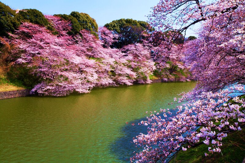 Cherry Blossom Trees — Pink, Serene, Spring, Photograph, River, Sky