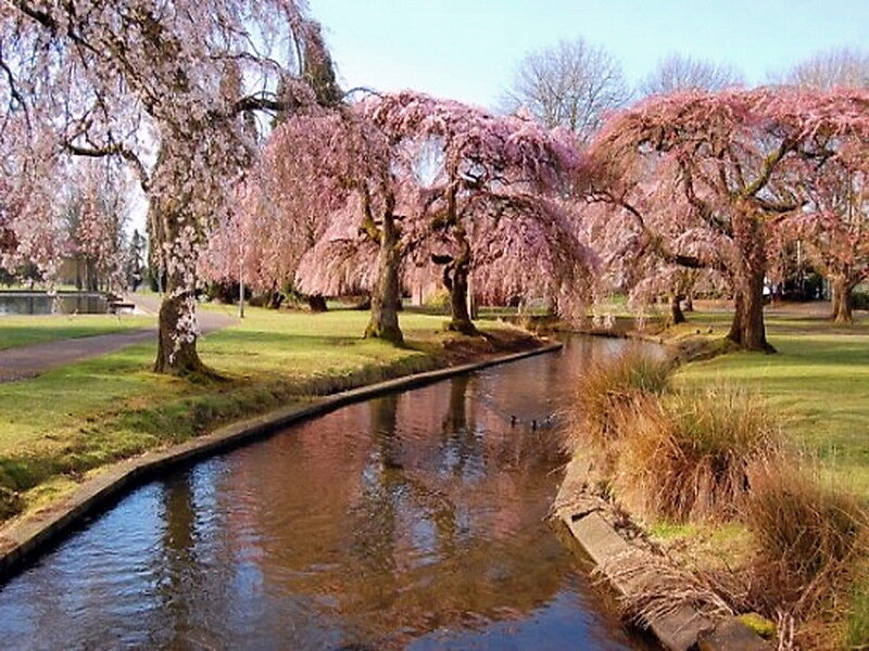 Cherry Blossom Trees — Pink, Serene, Spring, Photograph, River