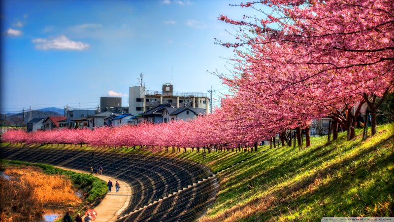 Cherry Blossom Trees — Pink, Serene, Spring, Photograph, Riverbank