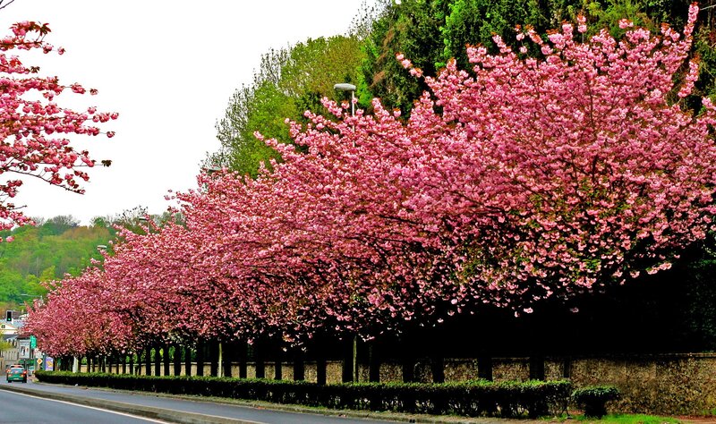 Cherry Blossom Trees — Pink, Serene, Spring, Photograph, Road, Car