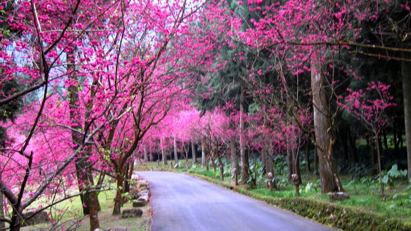 Cherry Blossom Trees — Pink, Serene, Spring, Photograph, Road, Forest
